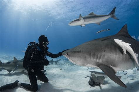 Une vidéo d’un requin tué à coups de couteau par des